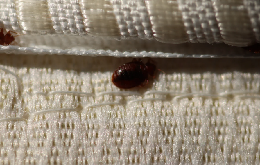 הדברת פשפש המיטה